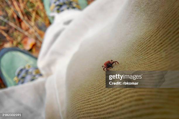 the hidden danger of ticks during outdoor adventures - black legged tick leaf stock pictures, royalty-free photos & images