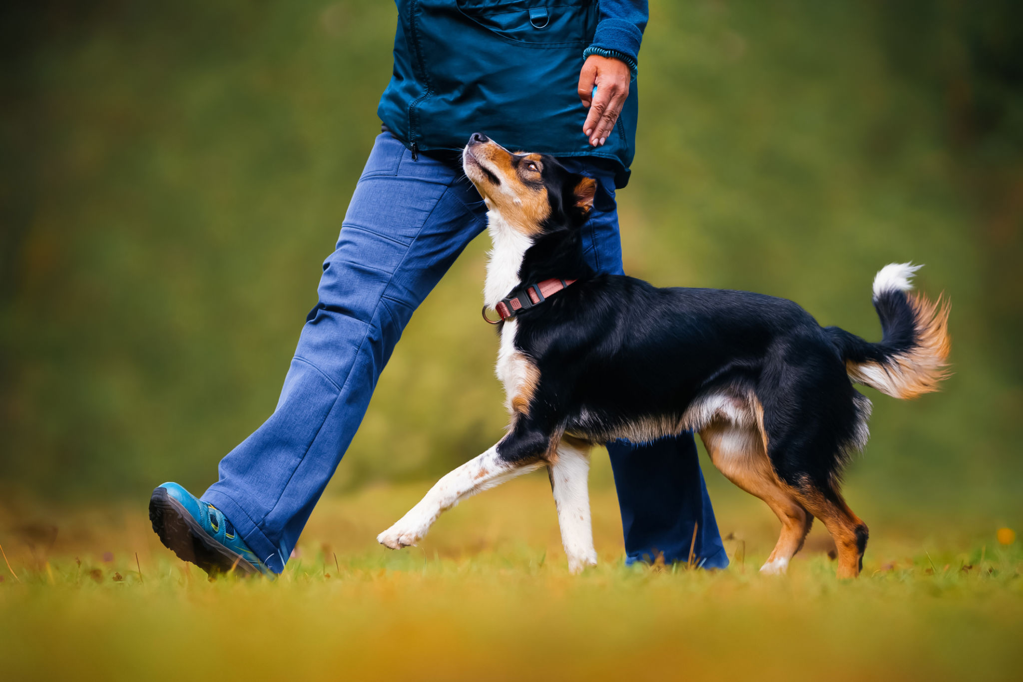 dog trainer