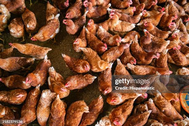 gruppe von schönen lege-eibraunen hühnern auf einer geflügelfarm - tierhaltung stock-fotos und bilder