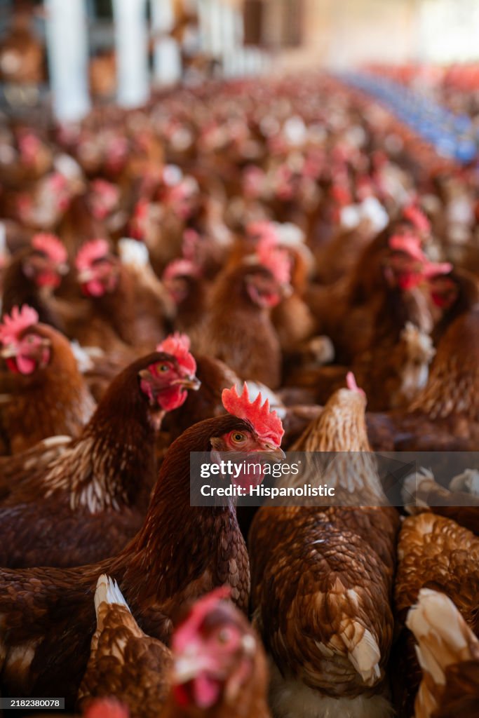 Group of beautiful brown chickens at a poultry farm