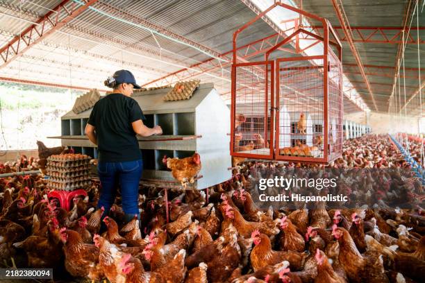 woman collecting eggs at a poultry farm - caged farm animals stock pictures, royalty-free photos & images