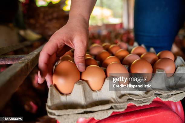 farm worker collecting eggs at a poultry farm - laying egg stock pictures, royalty-free photos & images