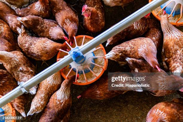 chickens eating from a feeder at a poultry farm - poultry feed stock pictures, royalty-free photos & images