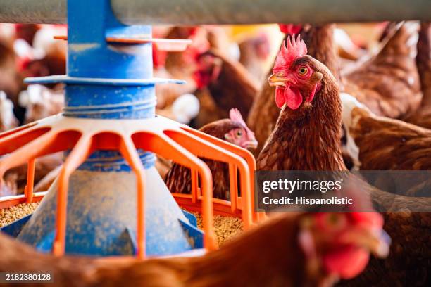 close-up on chickens eating from a feeder at a poultry farm - poultry feed stock pictures, royalty-free photos & images