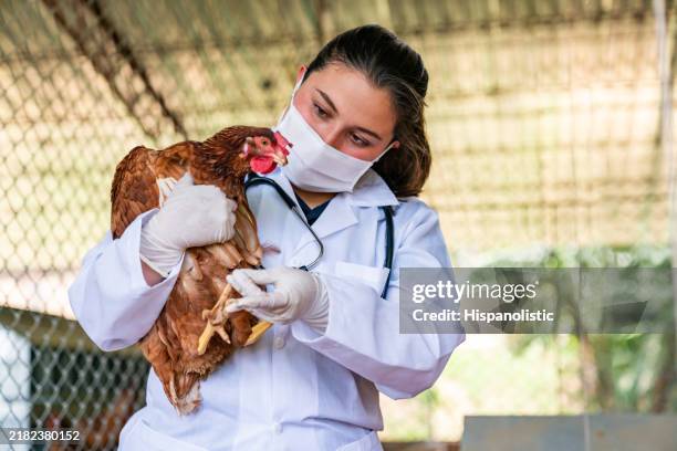 veterinarian examining a chicken at a poultry farm - animal welfare stock pictures, royalty-free photos & images
