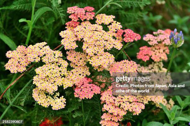302 Achillea Millefolium Stock Photos, High-Res Pictures, and
