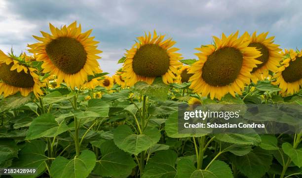 scenic view of sunflower field against sky during sunset. - kansas city stockyards stock pictures, royalty-free photos & images