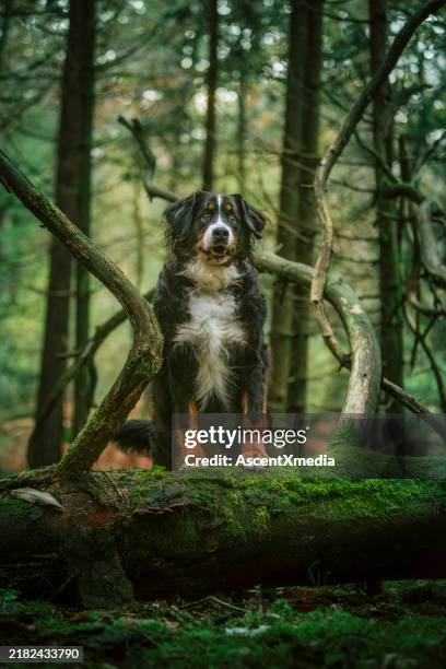 bernese mountain dog in forest - berner sennenhond stockfoto's en -beelden
