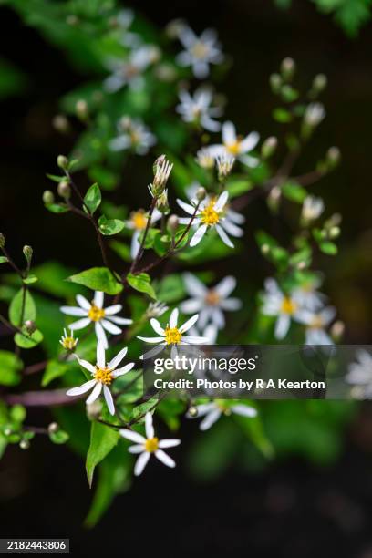 aster divaricatus (white wood aster) flower stem - aster stock pictures, royalty-free photos & images