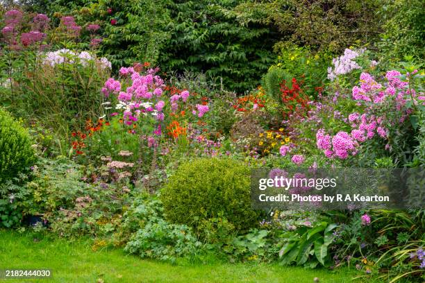 cottage garden borders in full flower in late summer - struik stockfoto's en -beelden