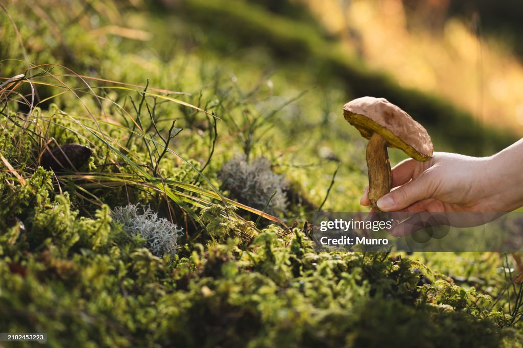 Hand picking mushroom in forest