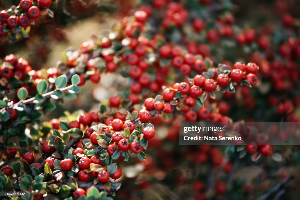 Close-Up of Red Berries on Green Foliage Cranberry Cotoneaster