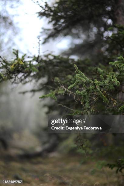 fir branches in a misty mountain forest - mauvais présage photos et images de collection