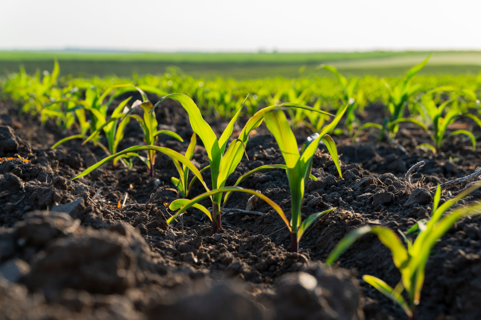 sustainability practices