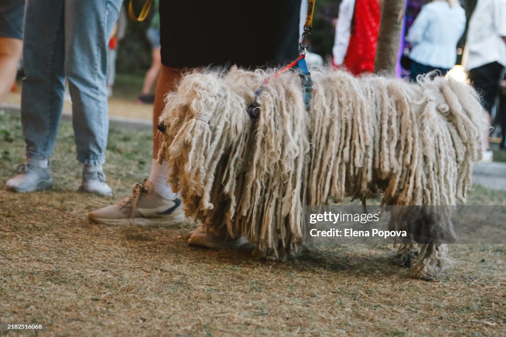 Senior Hungarian Komondor Sheepdog Walking In The City