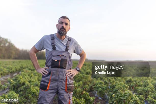 a male agricultural worker in overalls is standing in an agricultural field and looking directly at the camera. harvest season is underway - overall stockfoto's en -beelden
