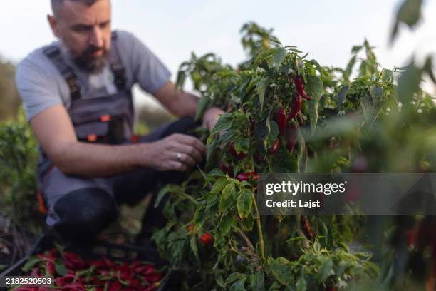 a male agricultural worker in uniform picks peppers and puts them in a crate - paprika stock pictures, royalty-free photos & images