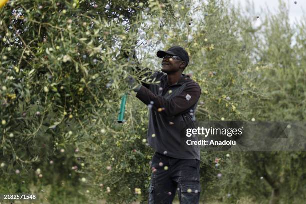 Farmers work to harvest olives as this year's crop is delayed due to the impacts of drought and erratic rainfall in Jaen, Spain on October 31, 2024....