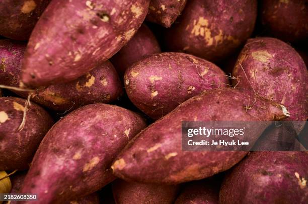 sweet potato - boniato fotografías e imágenes de stock