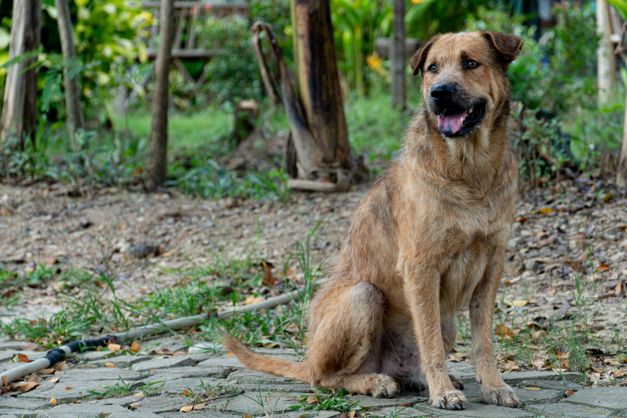 pet temperament