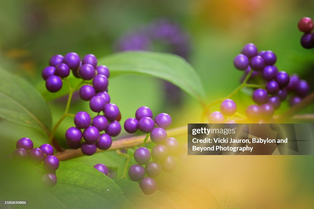 Amazing Purple American BeautyBerry in Bloom in Fall
