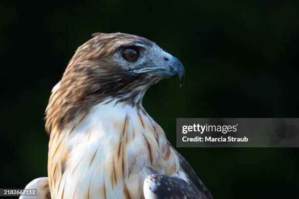 Hawk Eye Color 788 Hawk Eye Close Up Stock Photos, High-Res Pictures, and Images ...