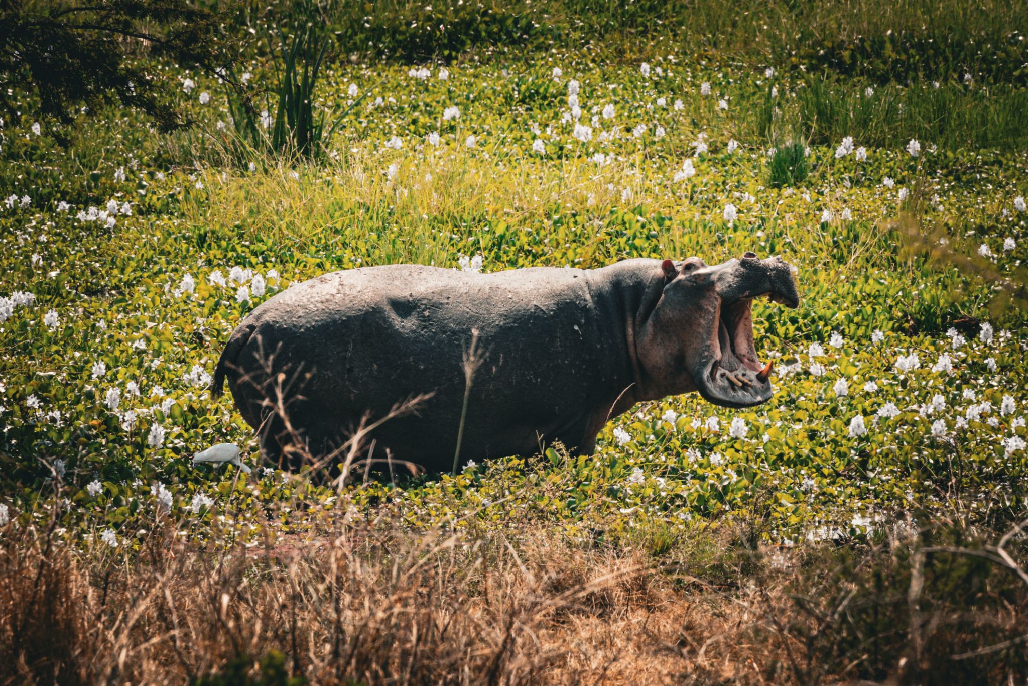 Hippo standing on grass with a wide-open mouth at Akagera National Park, Rwanda Hippo standing on grass with a wide-open mouth at Akagera National Park, Rwanda