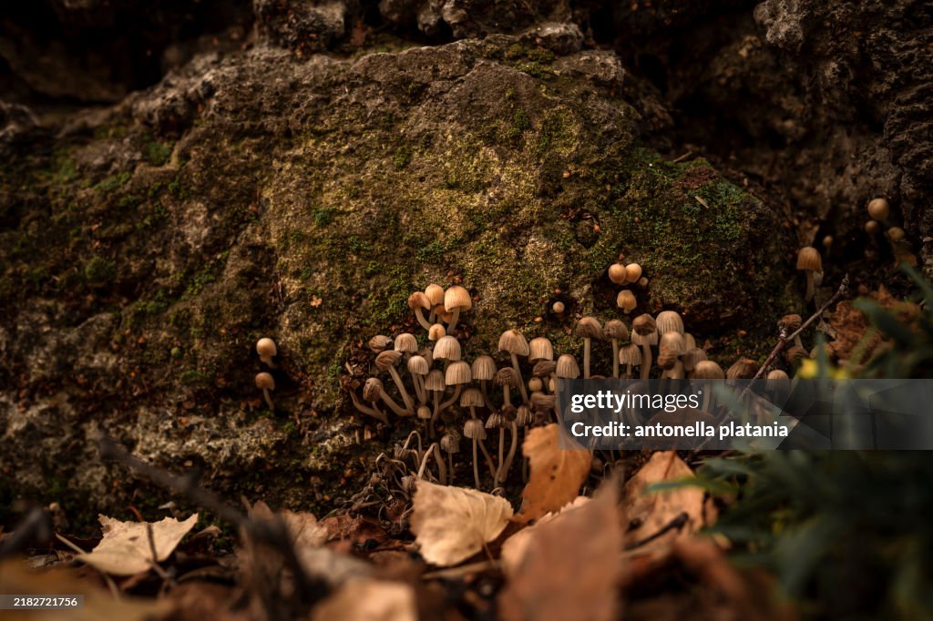 Miniature mushrooms