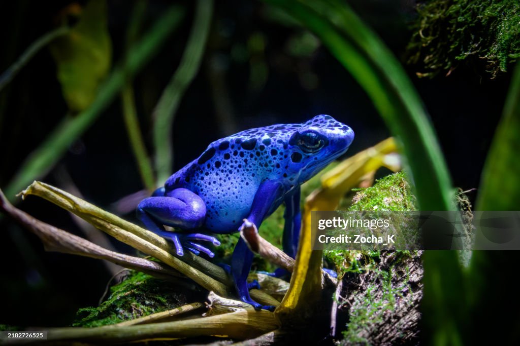 Blue poison dart frog