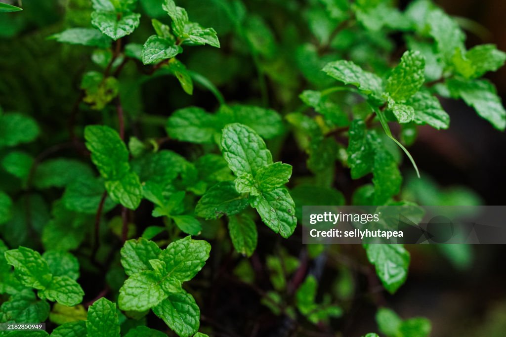 Background of Fresh Green Peppermint Leaves and Stems