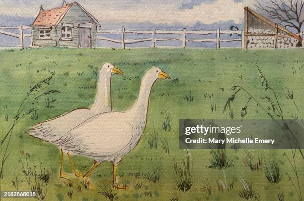 strutting geese in field - free range stock illustrations