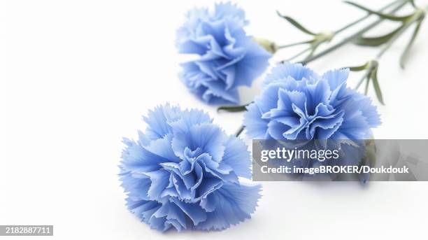 219 Blue And White Carnations Stock Photos and High-Res Images