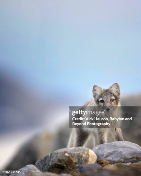 cute vertical portrait of arctic fox in svalbard - arctic fox stock pictures, royalty-free photos & images