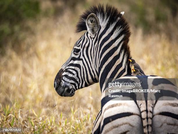 plains zebra (equus quagga) with red-billed oxpecker (buphagus erythrorynchus) on its back, portrait, manyeleti game reserve, south africa, africa - wildlife reserve stock pictures, royalty-free photos & images