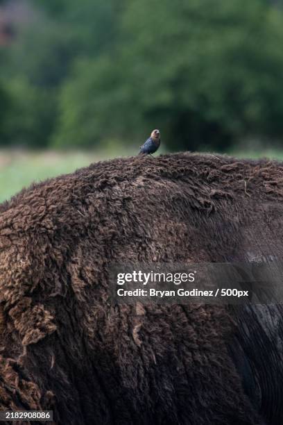 close-up of bird perching on a bison,comanche county,oklahoma,united states,usa - swine kansas stock pictures, royalty-free photos & images