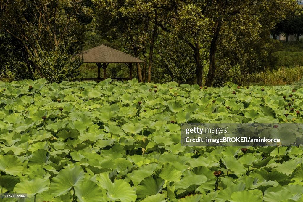 Beautiful lily pond in front of wooden gazebo under lush shade trees in South Korea