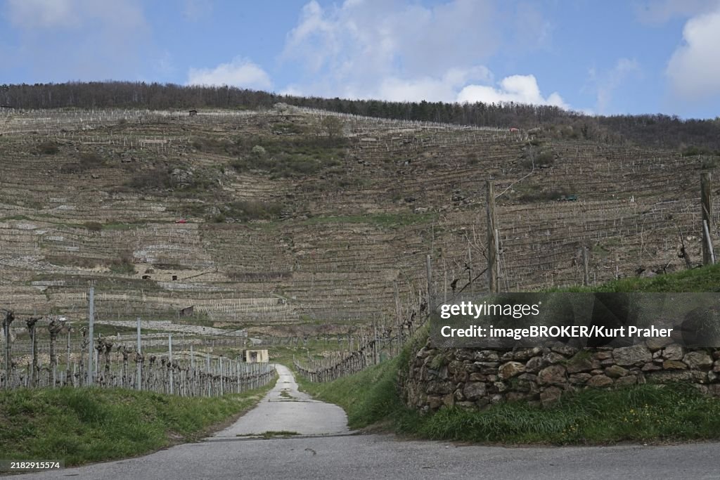 A path leads through a vineyard under a cloudy sky, surrounded by a stone wall and young vines Wachau Lower Austria World Heritage Site