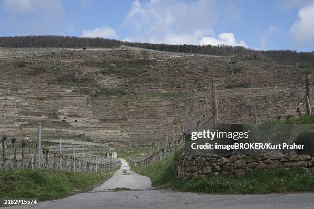 a path leads through a vineyard under a cloudy sky, surrounded by a stone wall and young vines wachau lower austria world heritage site - vineyard wachau stock illustrations