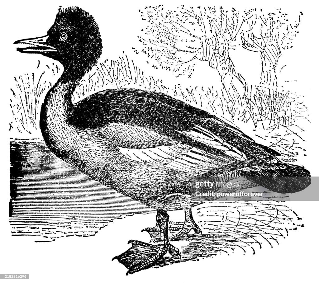 Common Merganser Bird (Mergus Merganser) - 19th Century