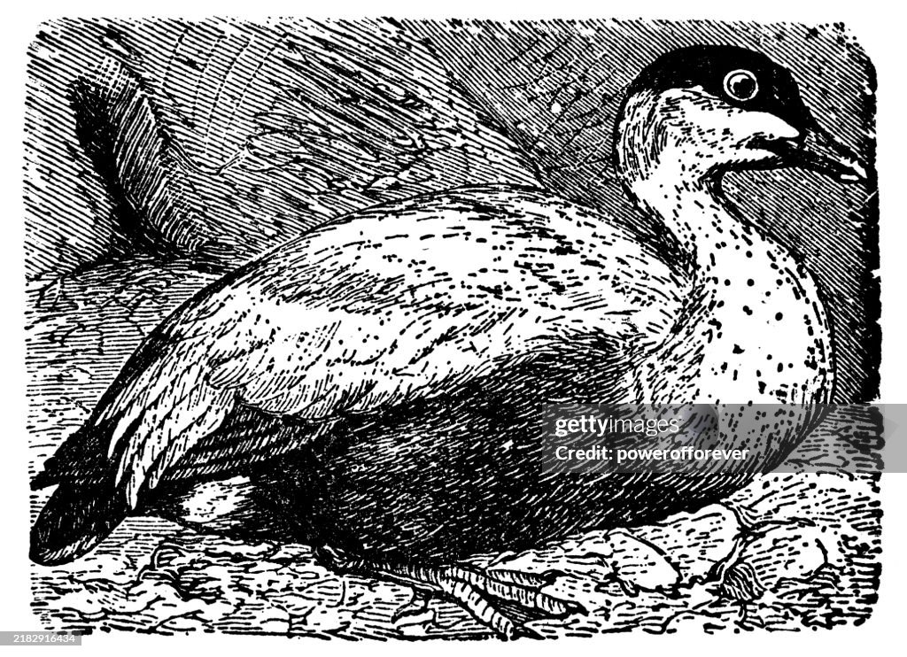 Common Eider Duck Bird (Somateria Mollissima) - 19th Century