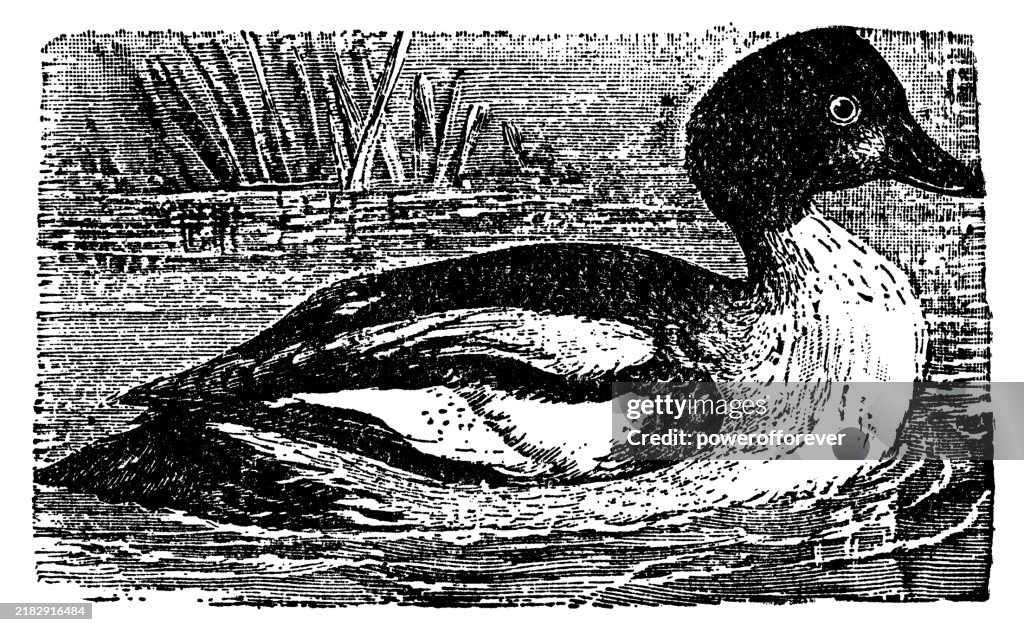 Common Goldeneye Duck Bird (Bucephala Clangula) - 19th Century