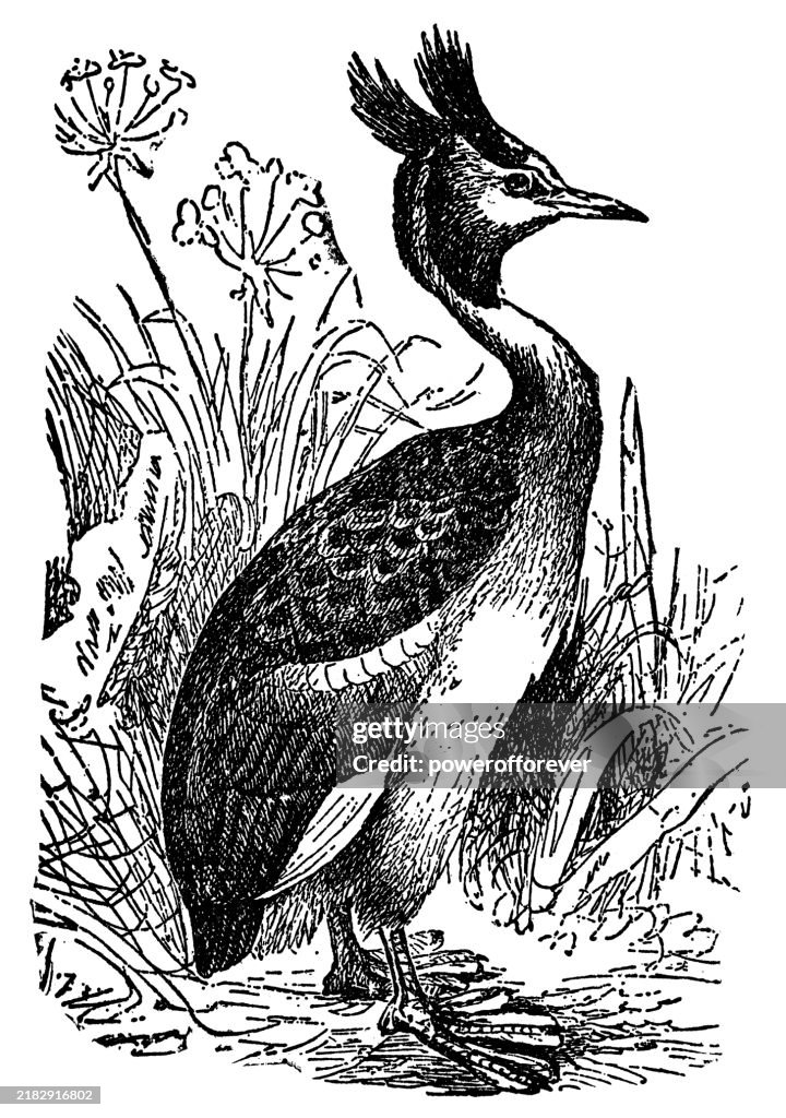 Great Crested Grebe Bird (Podiceps Cristatus) - 19th Century
