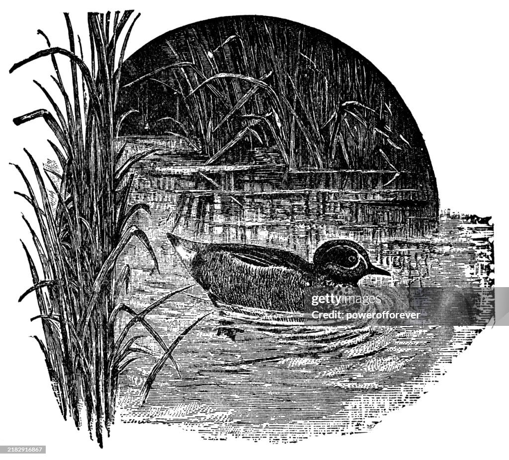 Eurasische Krickente Ente (Anas Crecca) - 19. Jahrhundert