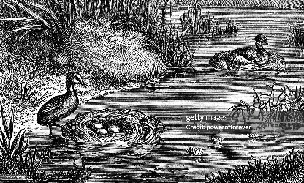 Pied-Billed Grebe Birds (Podilymbus Podiceps) with Floating Nests - 19th Century