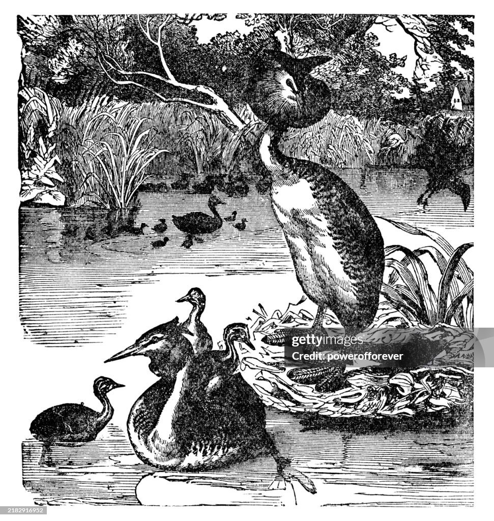 Great Crested Grebe Birds (Podiceps Cristatus) - 19th Century
