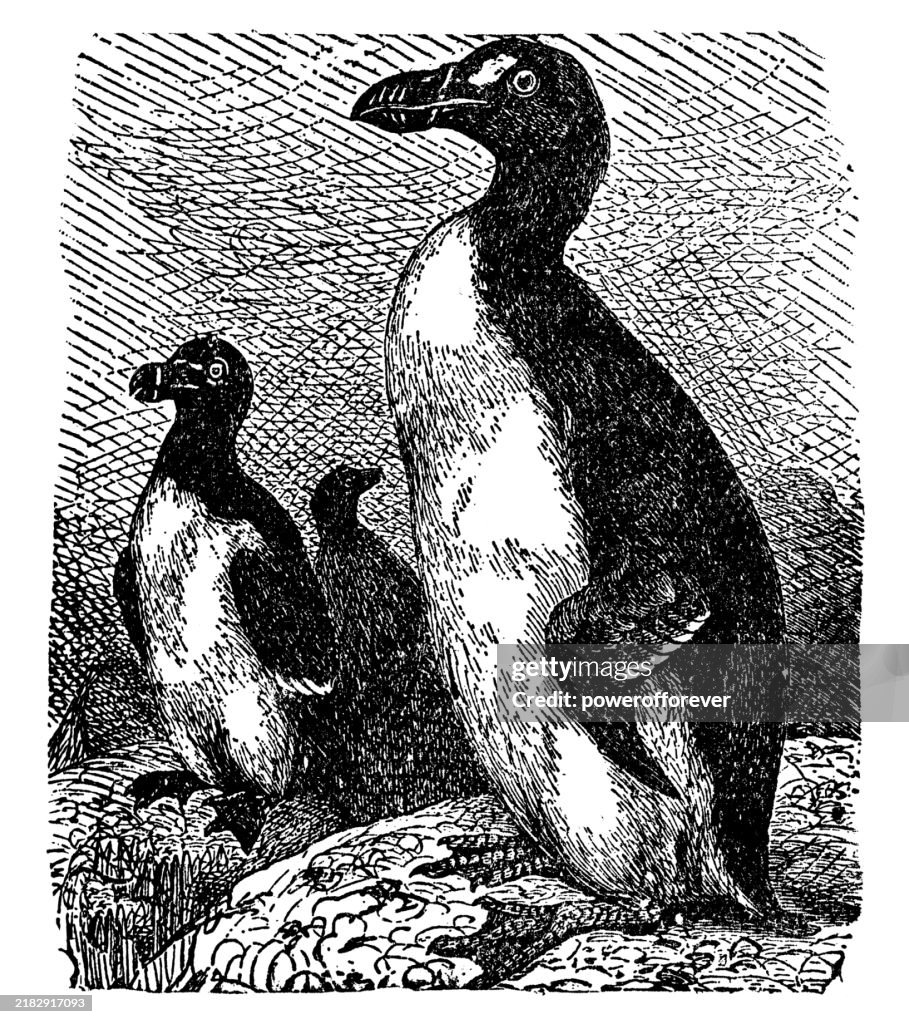 Große Alkvögel (Pinguinus impennis) - 19. Jahrhundert