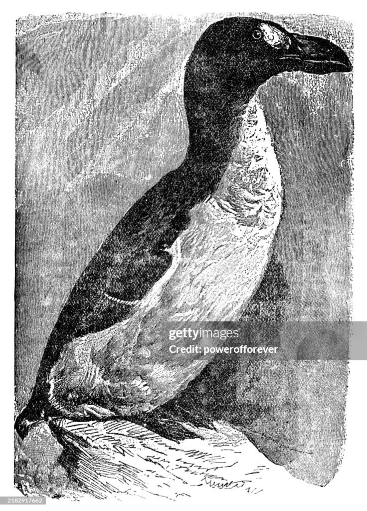 Great Auk Bird (Pinguinus Impennis) - 19th Century