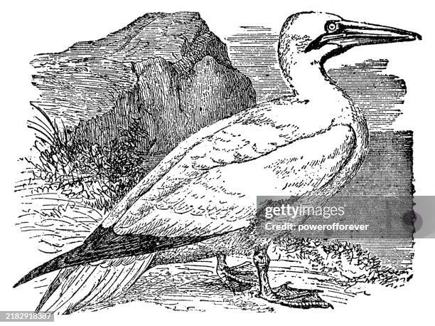 masked booby bird (sula dactylatra) - 19th century - nazca booby stock illustrations