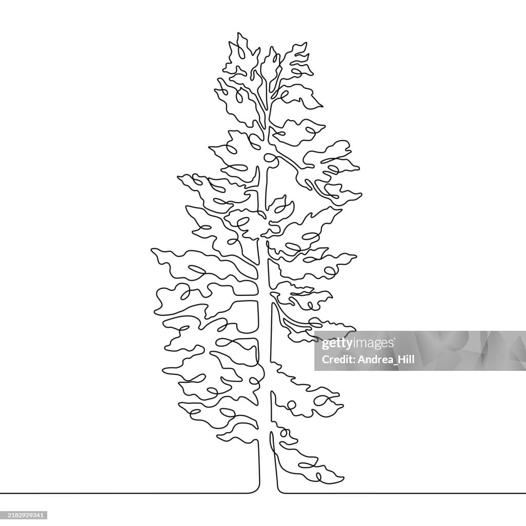 Pine Tree Continuous Line Drawing with Editable Stroke
