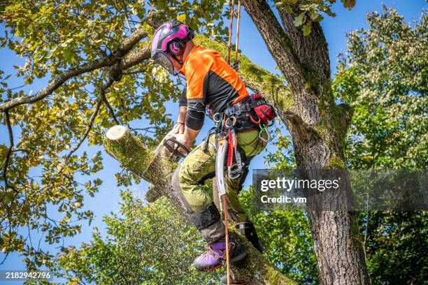 professional logger safely dismantling oak tree - person chained to tree stock pictures, royalty-free photos & images